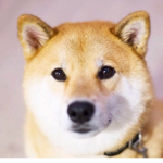 댕댕쓰
