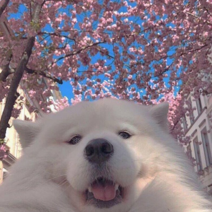 Dog Roblox decal