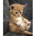 Kittens and cats and fairy kittens