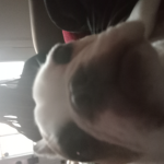 Luv dog group