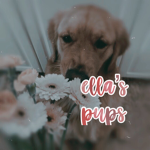 ella's pups!