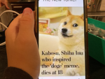 Doge sqaud (doges only!)
