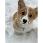 The group of king corgis