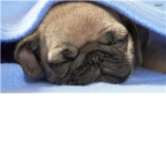 puppy people