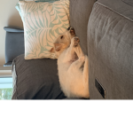 Archie süsssssssss