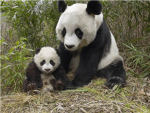 do you luv pandas