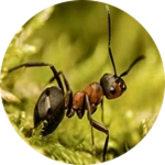 Ant 7