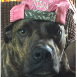 My dogs very epic