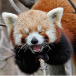 RED-PANDA SURVIVORS!!!