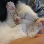 BxniPawz
