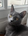 Cherish the cat