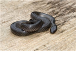 Snake Gang S.G