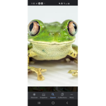 Frog land good