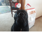 JOIN MY DOGS GROUP!