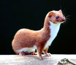 Weasle gang