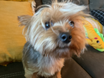 All about dogs, you can join if you love dogs