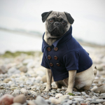The Pug Fans