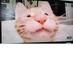 Sussy kitty group