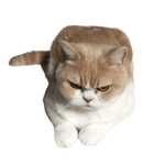 Cat ist so gut