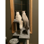 The Luna Cats