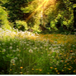 yellow daisies <3