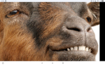 the goat imperium