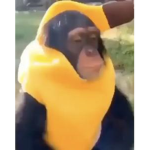 'Nana INC.