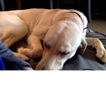 SUSSY BUFF DOGEE