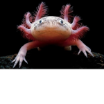 the axolotls'