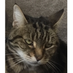 CAT GROUP BY KITTY MEOW MEOW