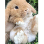 Bunny Houseº⩌º