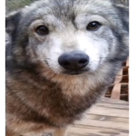 Fur team