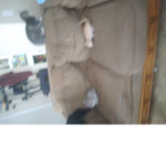 Living cute cat