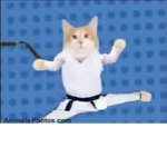 suitopi kitty store
