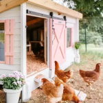 :: THE CHICKEN COOP