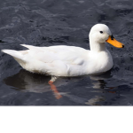 ze duck group