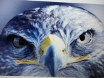The Admired Birds