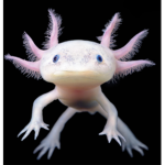 DragonXaxolotl