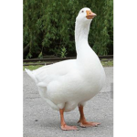 Honk team only honkers