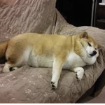 Chonk Gang