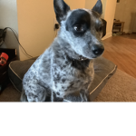 GameDog