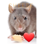 Rats are prettyyy