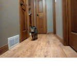 Cats are the best animals in the world!