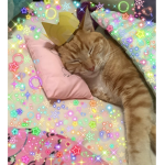 Softkittybunny fan club if you love cats come