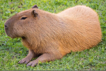 The Capybara1o1 club!
