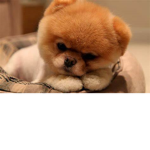 doges for ever yay