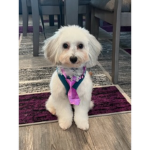 Floof Association