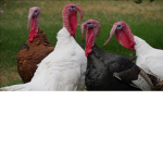 TEAM TURKEYS!