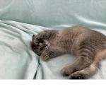 Silly cats groop