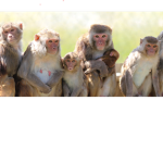 The Evolved Monkeys
